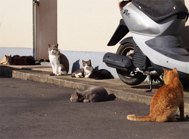 相島猫さん溜まり場3679.jpg