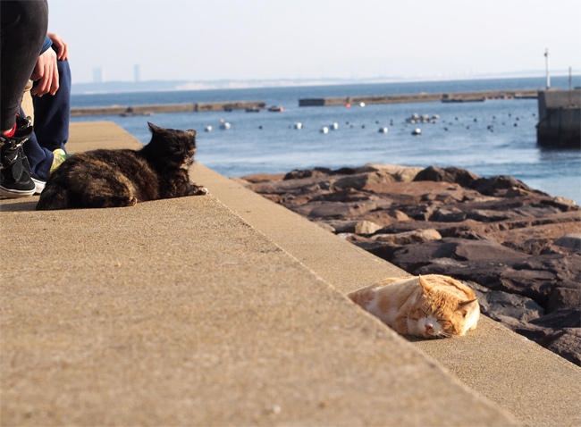 相島猫さん溜まり場3680.jpg