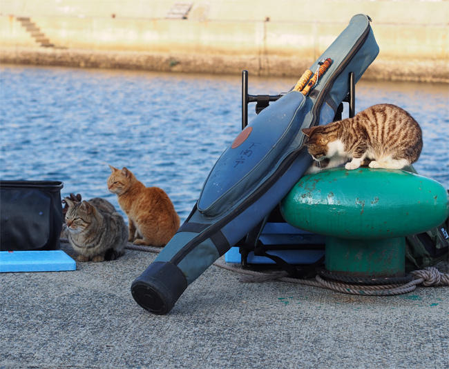 相島猫さん溜まり場3681.jpg