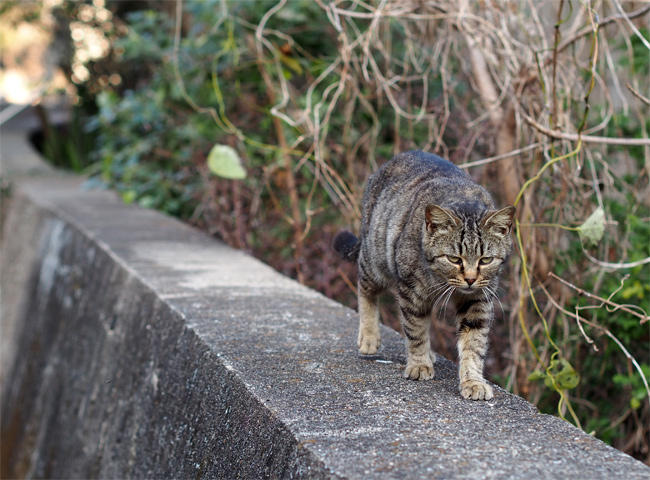 相島猫さん3683.jpg