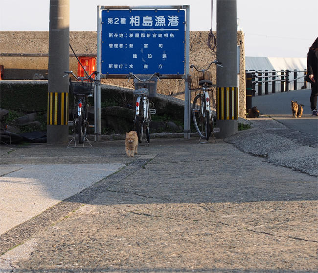 相島猫さん3686.jpg