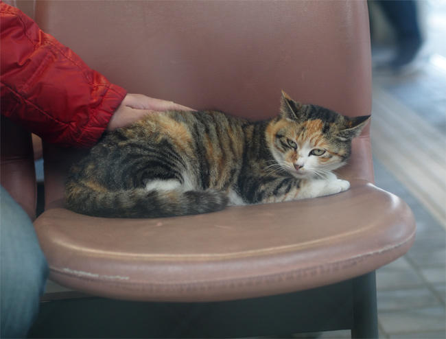 新宮待合室猫さん3692.jpg