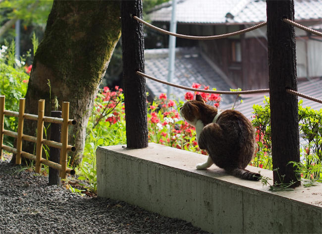 京都猫さん3703.jpg
