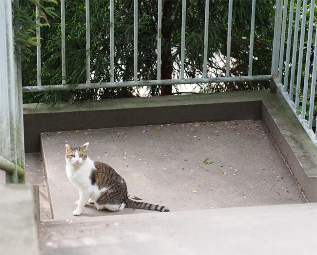 階段猫さん3709.jpg