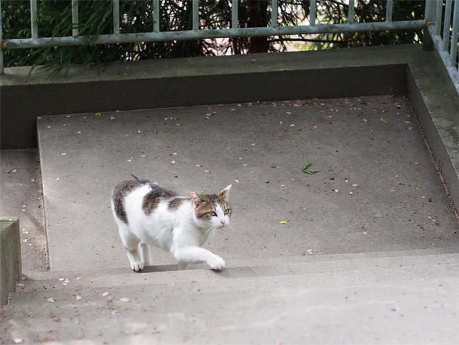 階段猫さん3710.jpg