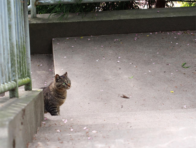 階段猫さん3711.jpg