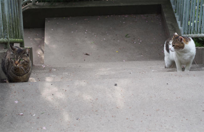 階段猫さん3713.jpg