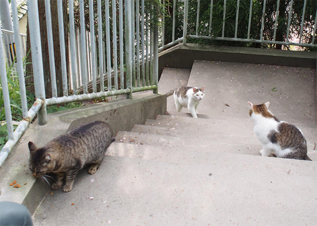 階段猫さん3715.jpg