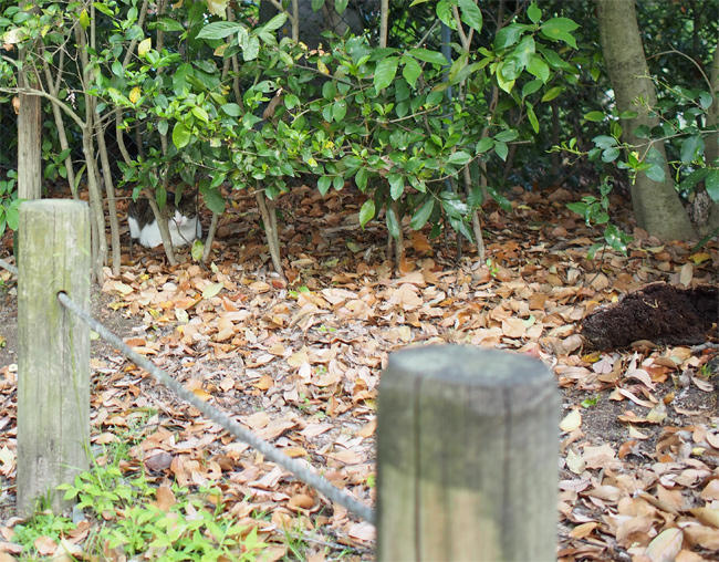 公園猫さん3719.jpg