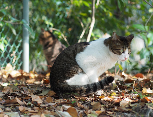公園猫さん3722.jpg
