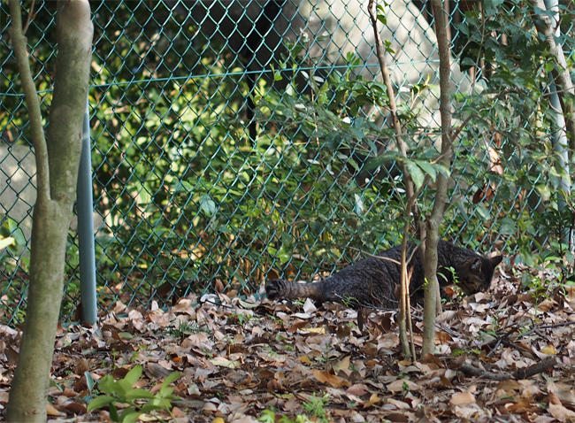 公園猫さん3725.jpg