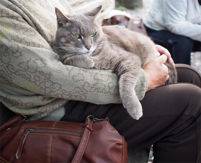 愛され地域猫さん3727.jpg