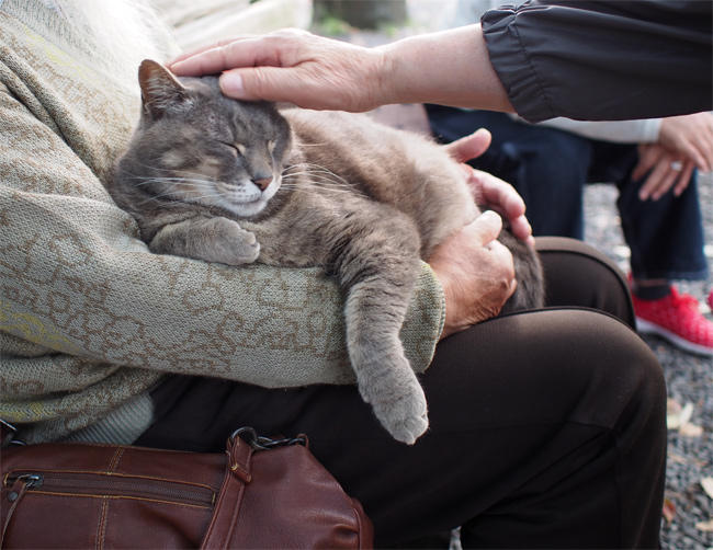 愛され地域猫さん3728.jpg
