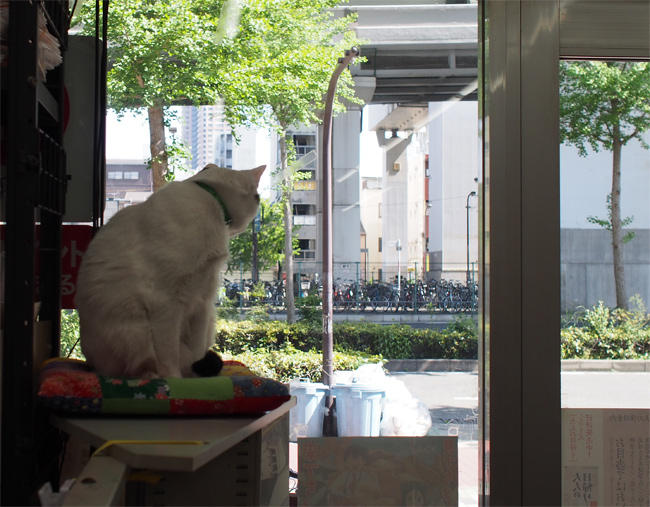 ブックスB猫さん3739.jpg
