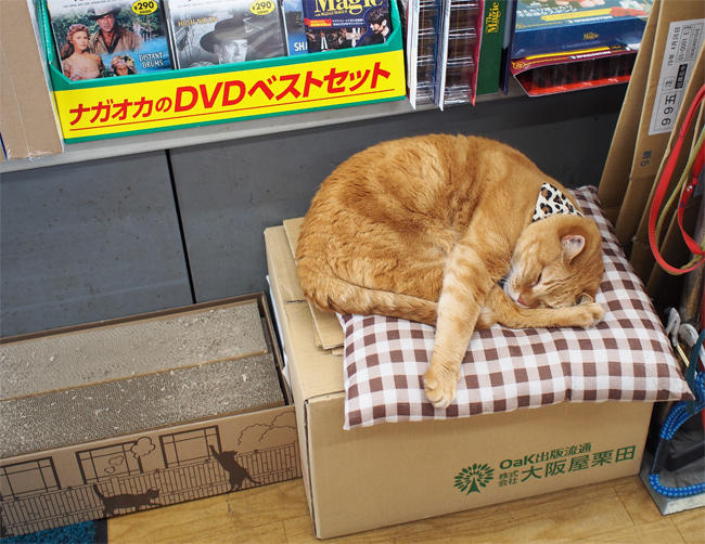 ブックスB猫さん3741.jpg