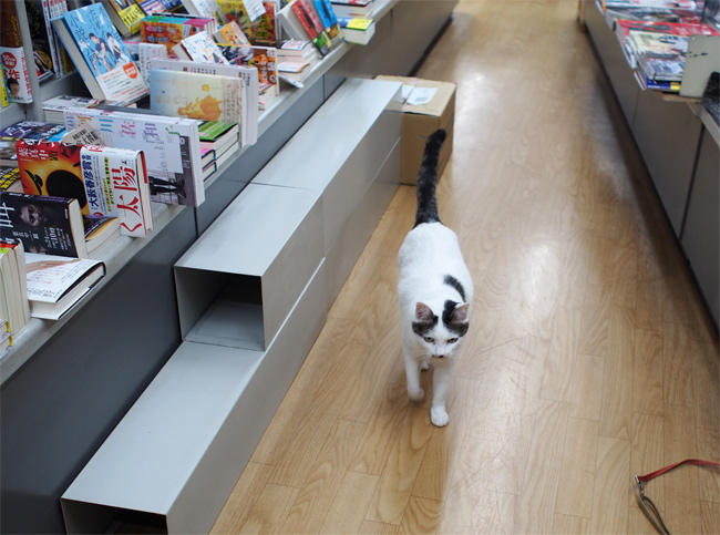 ブックスB猫さん3743.jpg