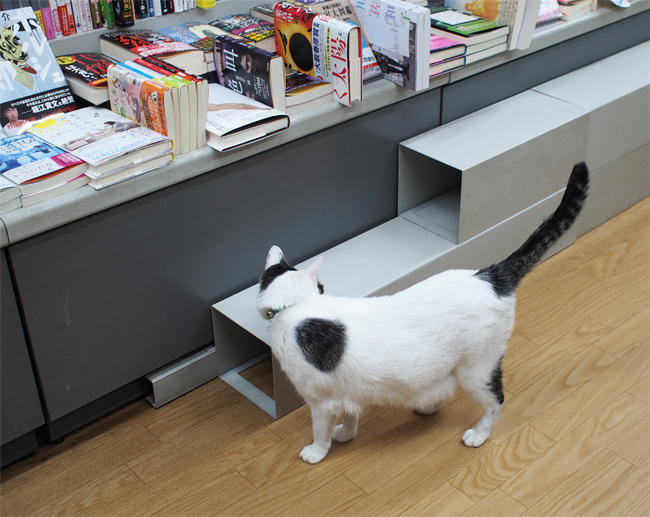 ブックスB猫さん3744.jpg