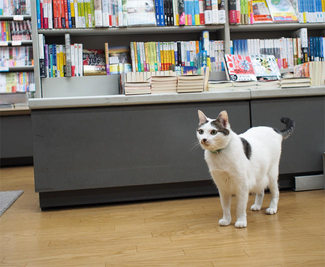 ブックスB猫さん3745.jpg