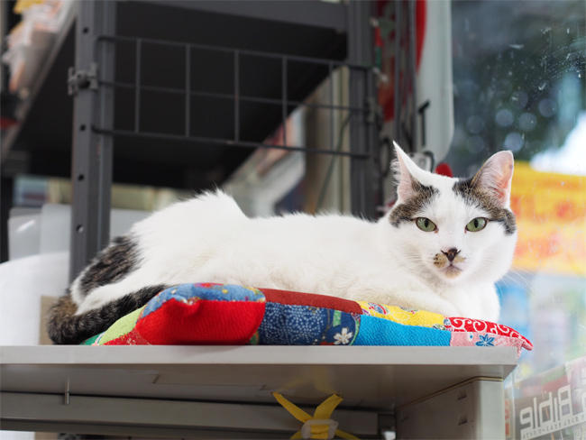 ブックスB猫さん3752.jpg
