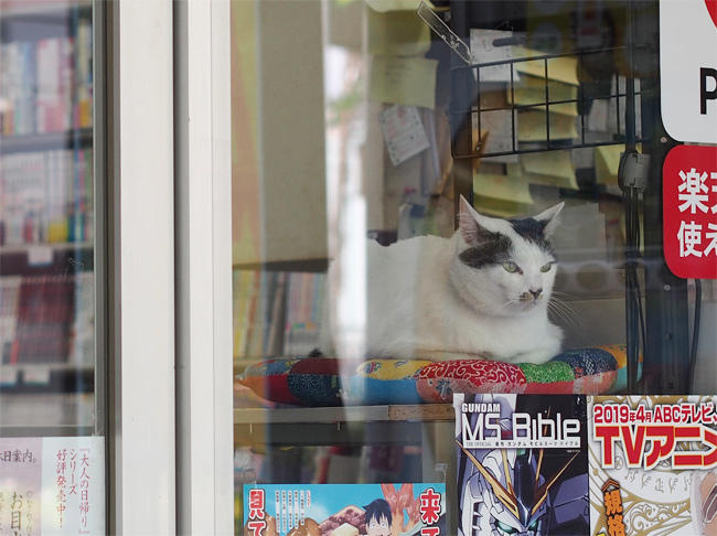 ブックスB猫さん3753.jpg