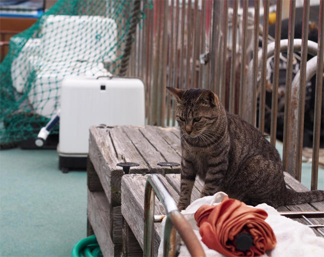 相島猫さん3805.jpg