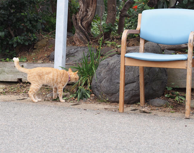 相島猫さん3806.jpg