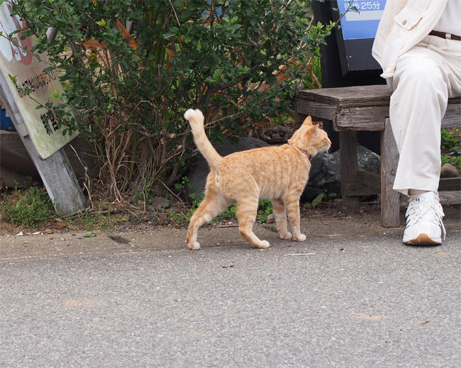 相島猫さん3808.jpg