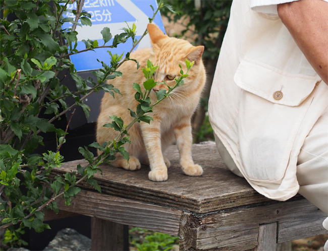相島猫さん3809.jpg