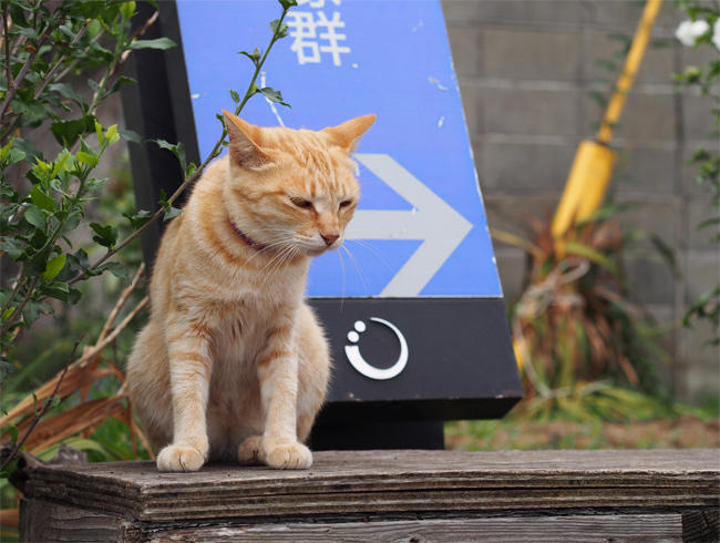 相島猫さん3810.jpg