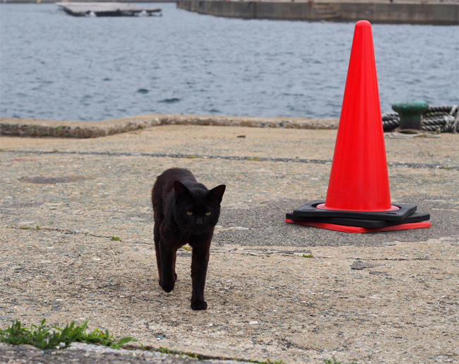 相島猫さん3811.jpg