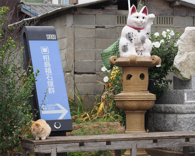 相島猫さん3813.jpg