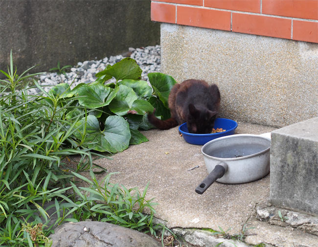 相島猫さん3814.jpg