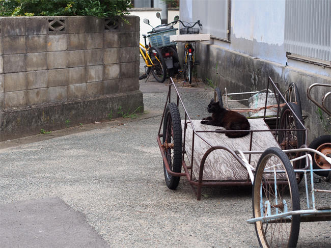 相島猫さん3819.jpg
