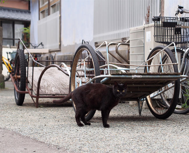 相島猫さん3820.jpg