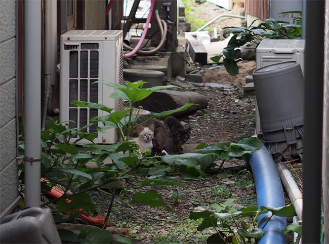 相島猫さん3822.jpg
