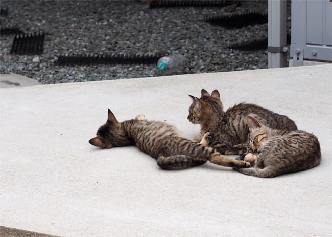相島猫さん3829.jpg