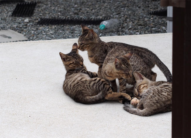 相島猫さん3830.jpg