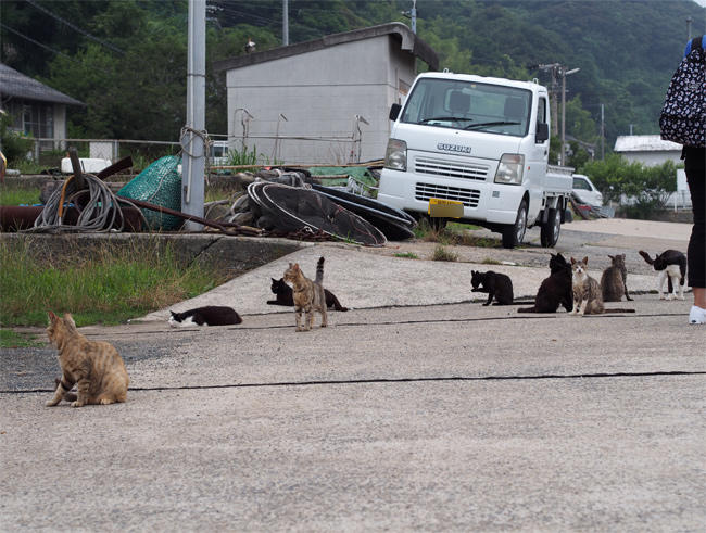 相島猫さん3834.jpg