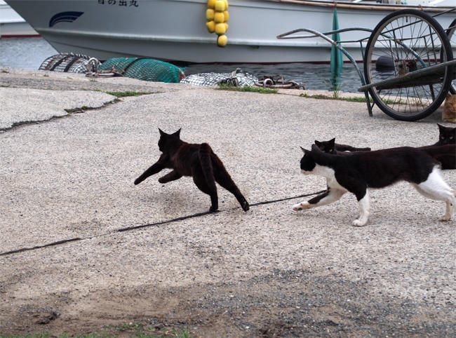 相島猫さん3838.jpg