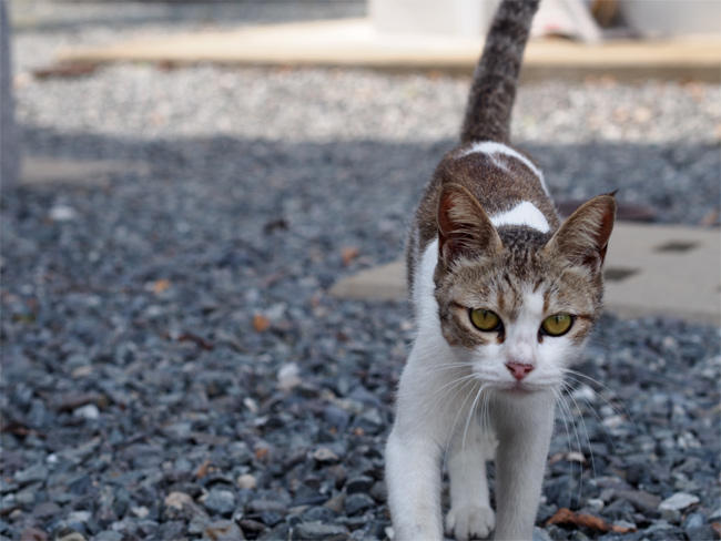 相島猫さん3851.jpg