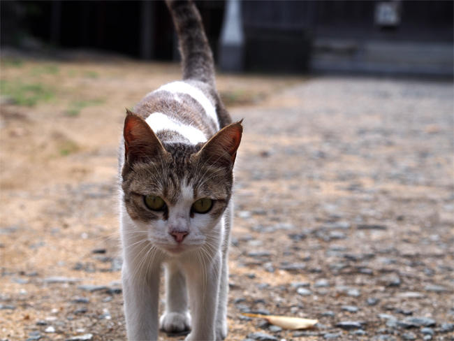 相島猫さん3860.jpg