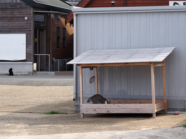 相島猫さん3867.jpg