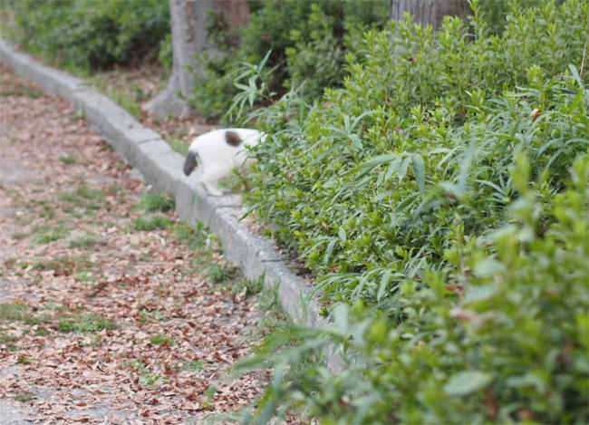 公園猫さん3920.jpg