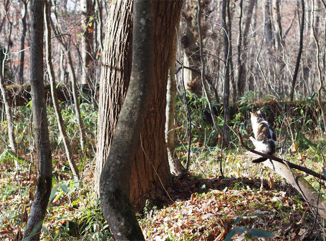 十和田の森の猫さん3942.jpg