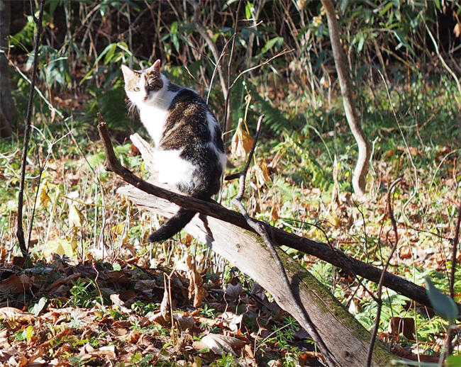 十和田の森の猫さん3943.jpg
