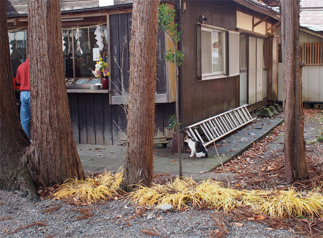 神社事務所猫さん3950.jpg