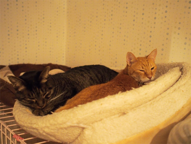 Ｎｈａ Ｃｏｎ Ｍｅｏ猫さん3986.jpg