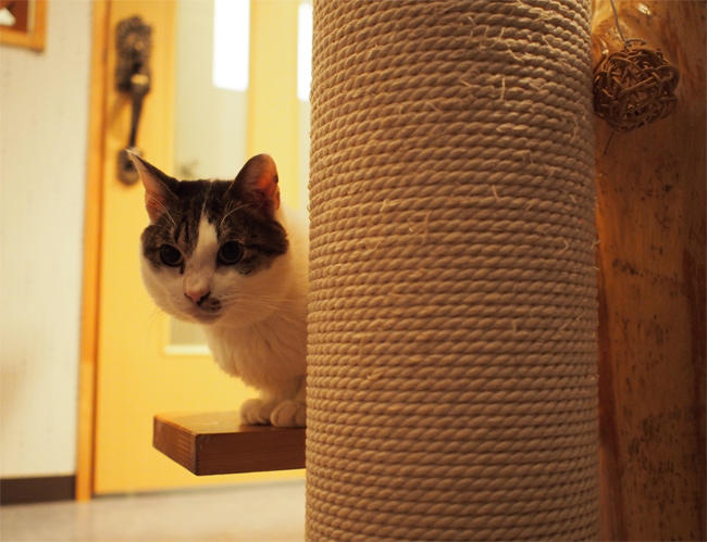 Ｎｈａ Ｃｏｎ Ｍｅｏ風太君3987.jpg