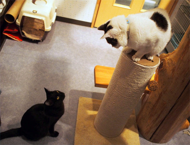 Ｎｈａ Ｃｏｎ Ｍｅｏ風太君3990.jpg