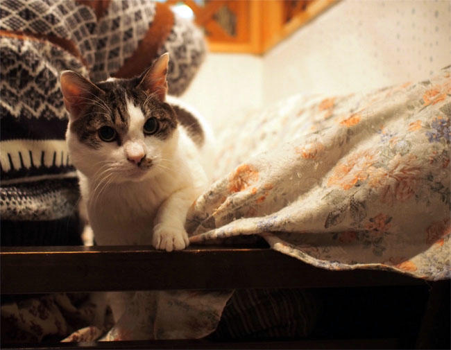 Ｎｈａ Ｃｏｎ Ｍｅｏ風太君3991.jpg